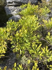 Notobubon galbanum