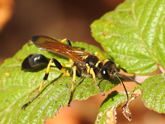 Sceliphron madraspatanum