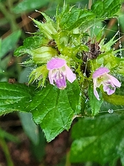 Galeopsis
