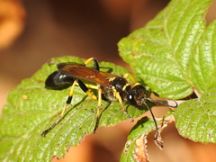 Sceliphron madraspatanum