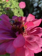 Eristalis stipator