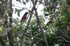 Psittrichas fulgidus