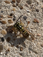 Vespula squamosa