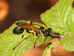 Sceliphron madraspatanum