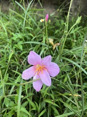 Zephyranthes rosea