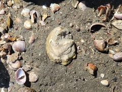 Crassostrea virginica