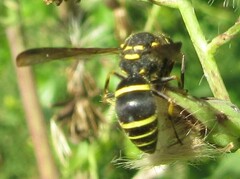 Ancistrocerus catskill