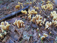 Spathulariopsis velutipes