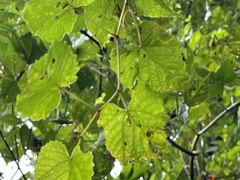 Vitis vulpina