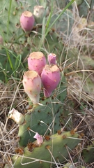 Opuntia lindheimeri