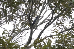 Coracina caeruleogrisea