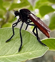 Archilestris magnificus