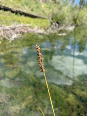 Carex diandra