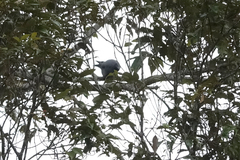 Coracina caeruleogrisea