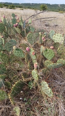 Opuntia lindheimeri