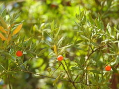 Osyris lanceolata