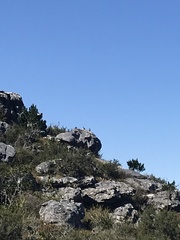 Geocolaptes olivaceus