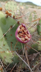 Opuntia lindheimeri