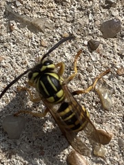 Vespula squamosa