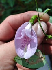 Clitoria mariana