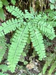 Adiantum aleuticum