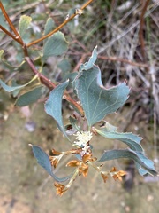 Hakea undulata