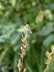 Carex diandra