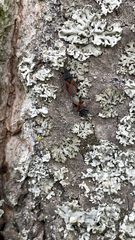 Oxycarenus lavaterae