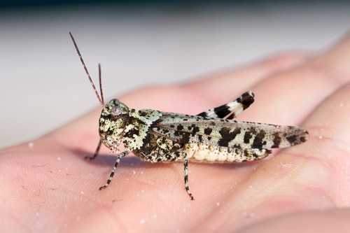 Marbled Grasshopper