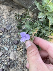 Penstemon ellipticus