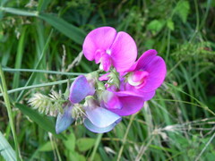 Lathyrus sylvestris
