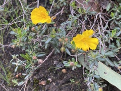 Hibbertia hypericoides