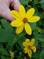Helianthus decapetalus
