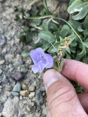 Penstemon ellipticus