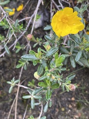 Hibbertia hypericoides