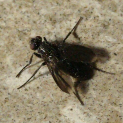 Smoky-winged Woodlouse Fly, 9351 Leek, Nederland, photo 8 of 10