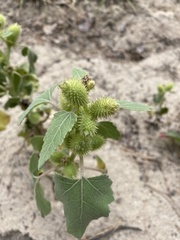 Xanthium orientale