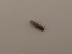 Tineinae