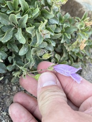 Penstemon ellipticus