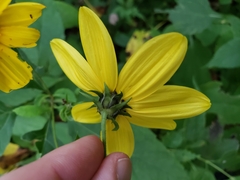 Helianthus decapetalus