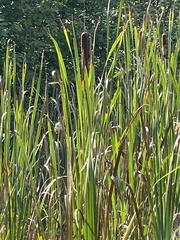 Typha latifolia