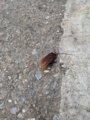 Periplaneta americana