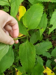 Helianthus decapetalus