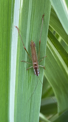 Conocephalus fuscus