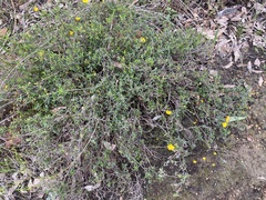 Hibbertia hypericoides
