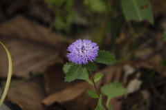 Centratherum punctatum