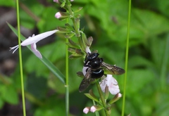 Xylocopa micans