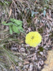 Craspedia variabilis