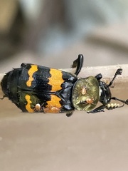 Nicrophorus tomentosus