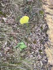 Craspedia variabilis